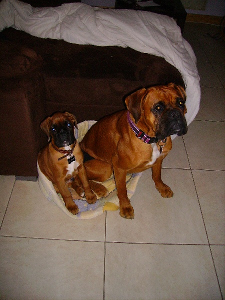Comete et Deimos